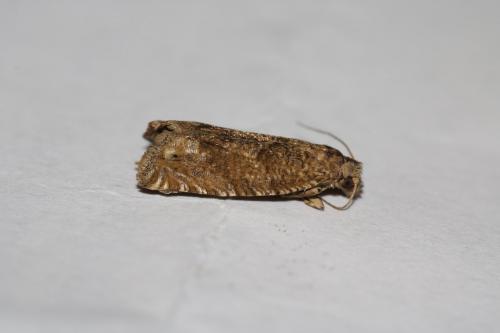 Pelochrista sp.